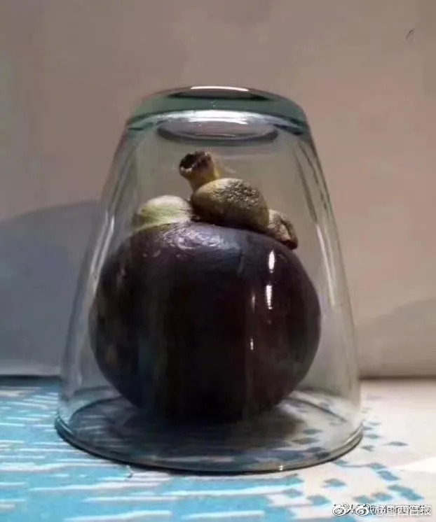 山竹什么时候来到广西,山竹来广西了吗