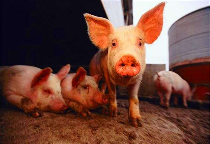 “非洲猪瘟”已蔓延至七省，养殖户小心提防，普通人又将如何？