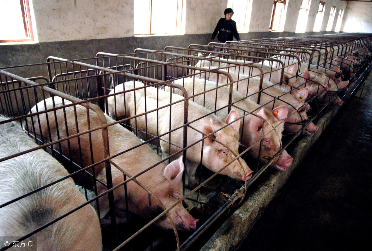 “非洲猪瘟”已蔓延至七省，养殖户小心提防，普通人又将如何？