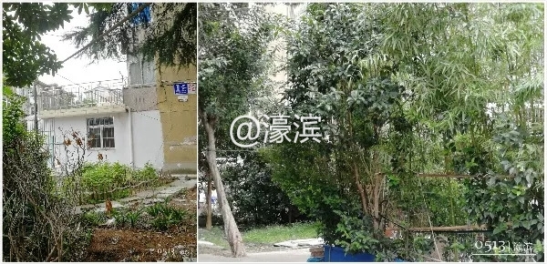 老破小、脏乱差？新桥新村是这样吗？