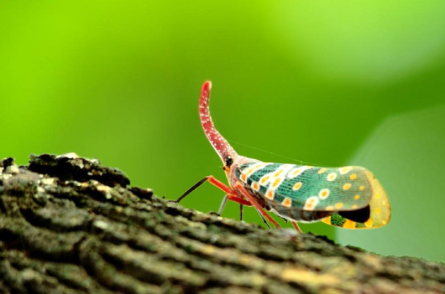 农村常见的昆虫学名是什么,龙眼鸡是什么昆虫变的