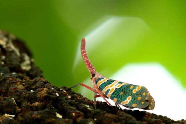 农村常见的昆虫学名是什么,龙眼鸡是什么昆虫变的