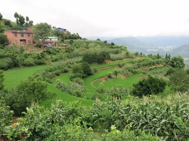 台湾神秘柠檬王，我们喝的手摇柠檬饮，每两杯就有一杯来自他
