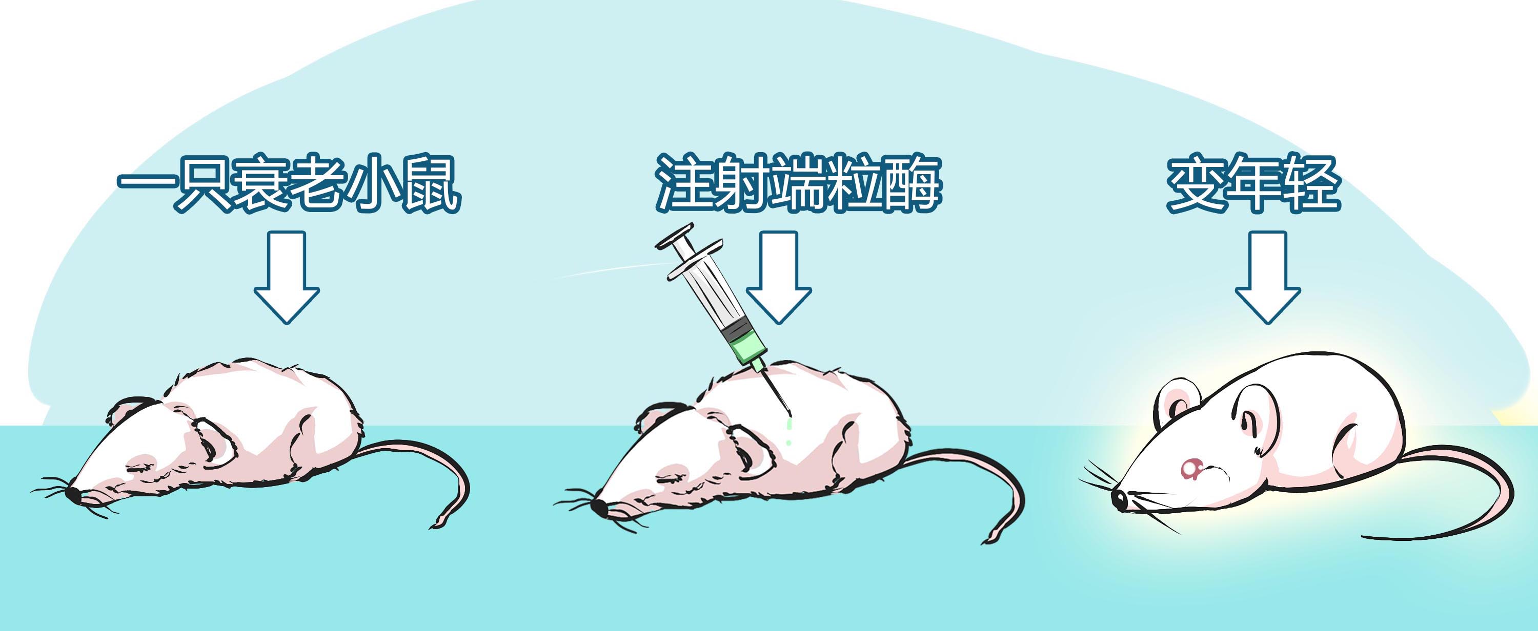 海拉细胞永生人现状,海拉细胞可以使人类永生吗