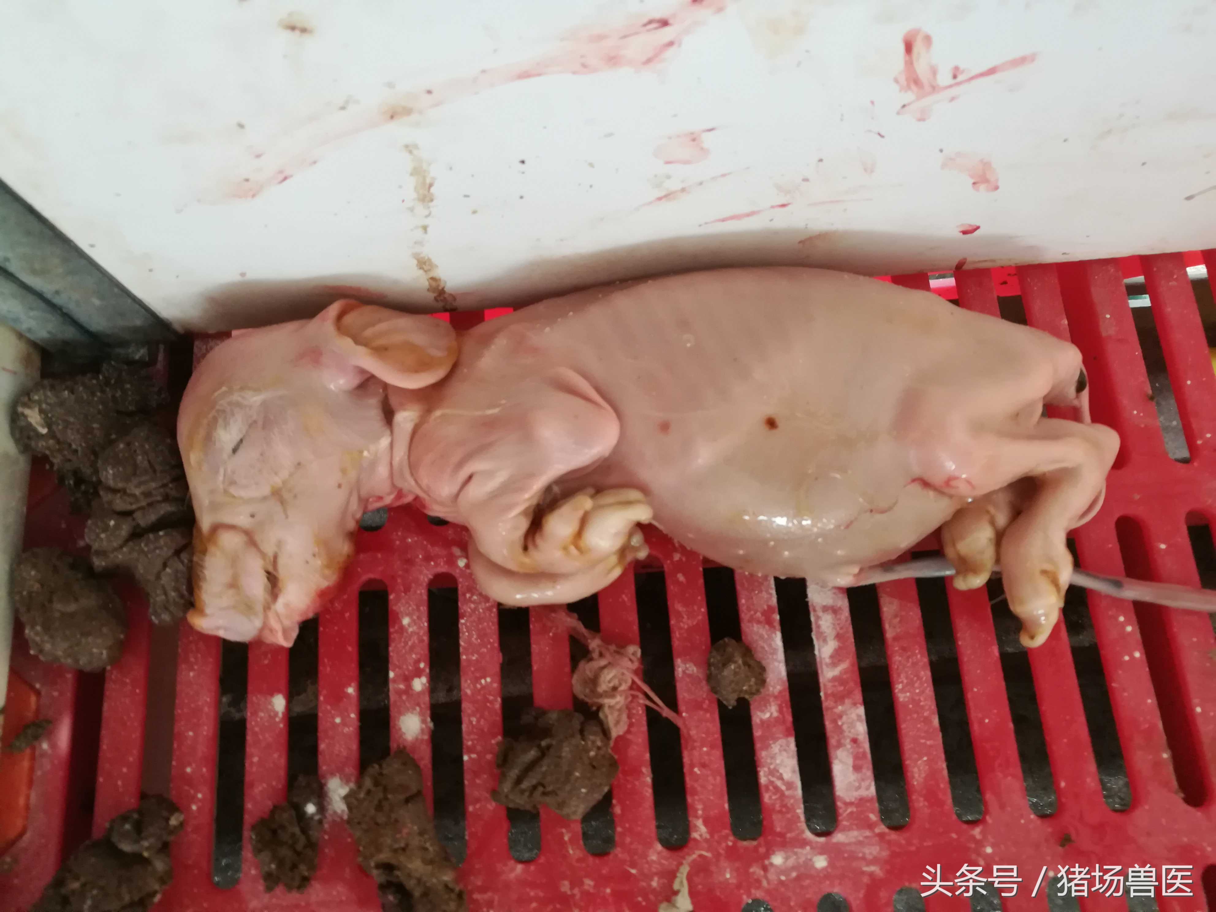 你注意到这个隐性杀手了吗——霉菌中毒？不然，生产成绩下滑20%