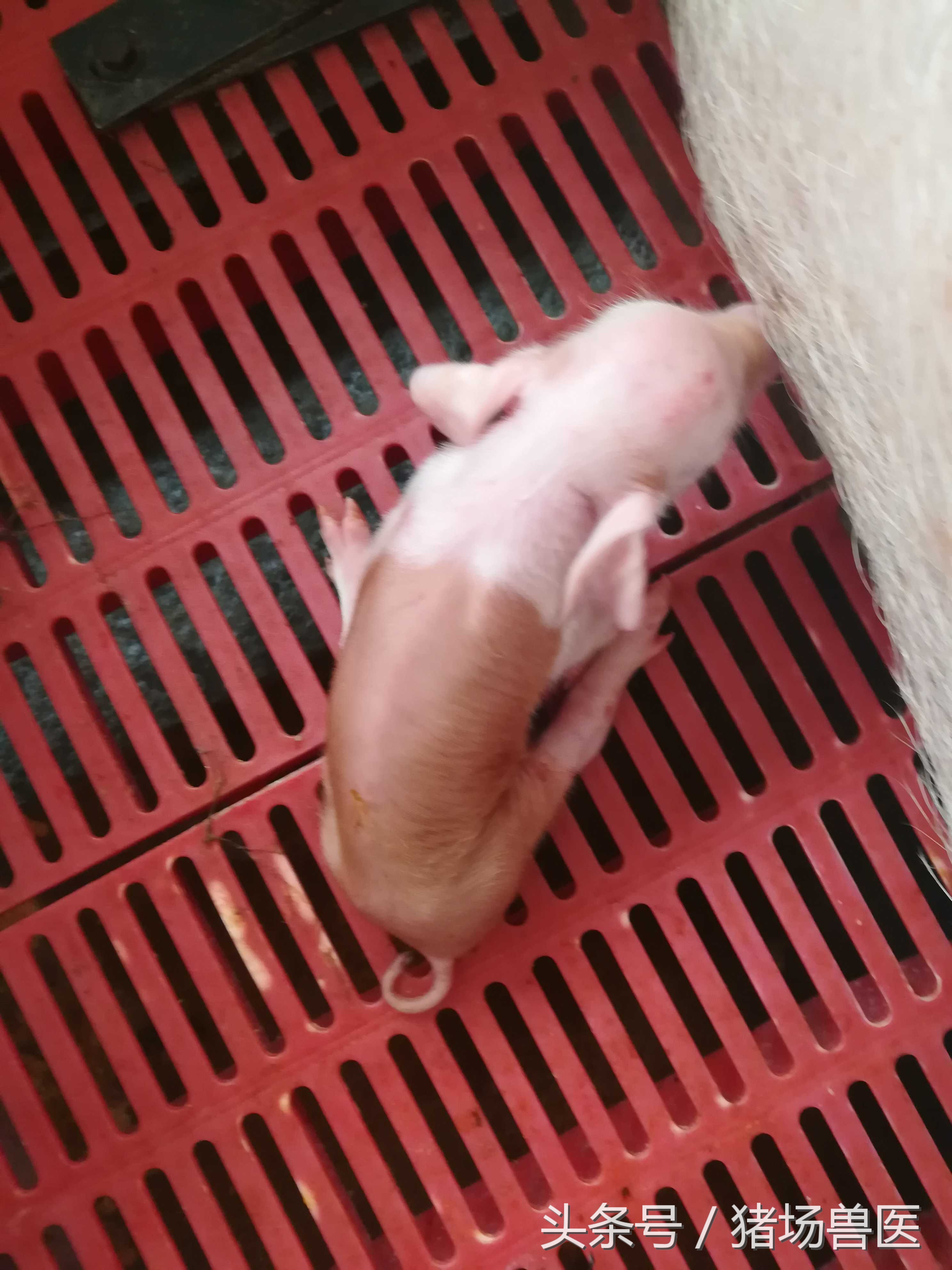 你注意到这个隐性杀手了吗——霉菌中毒？不然，生产成绩下滑20%