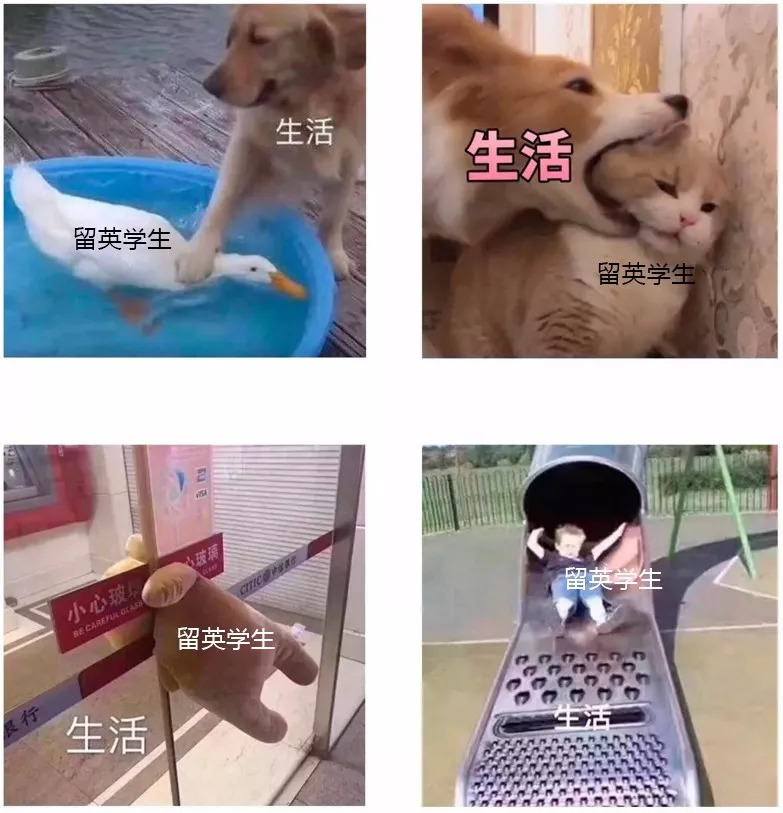 留英*党**才懂的内涵图！笑着流泪