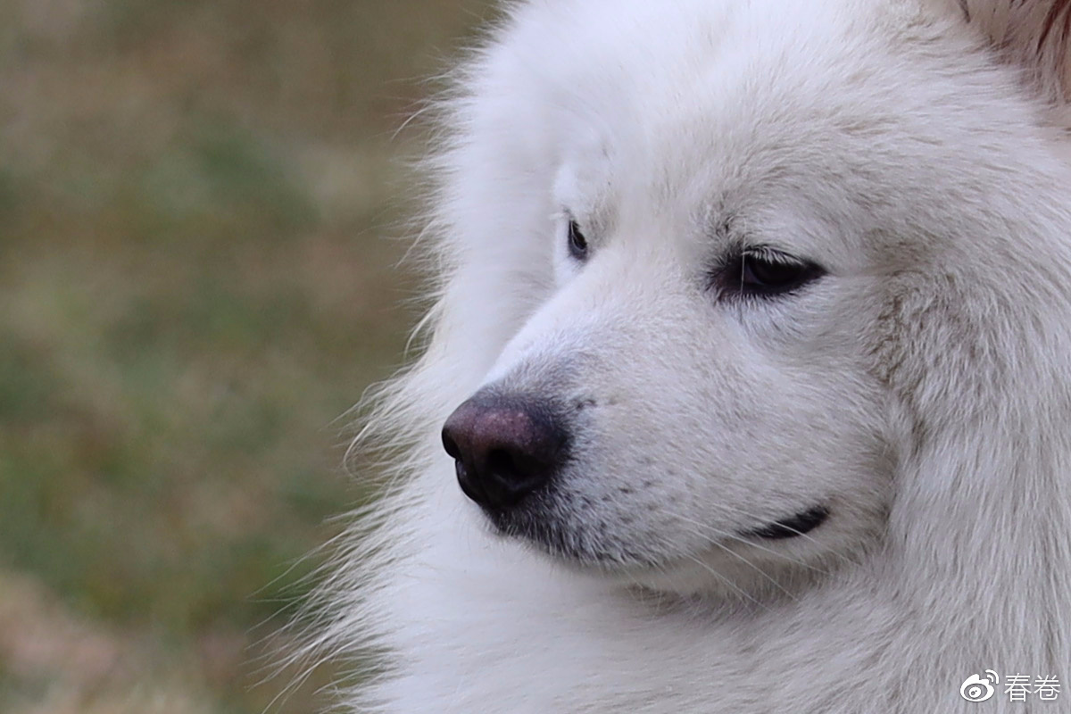 佳能eosr转接效果,佳能eosr小技巧