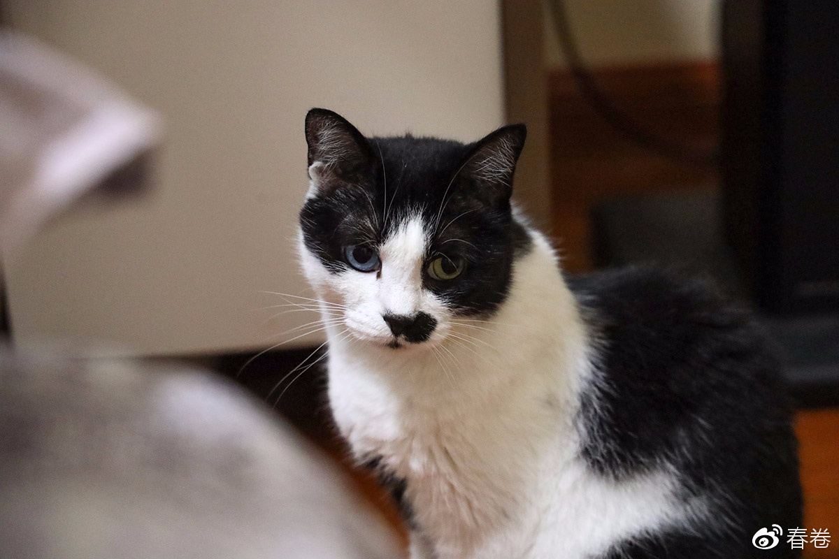 佳能eosr转接效果,佳能eosr小技巧