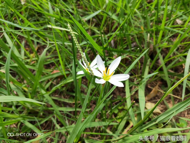 oppor17拍照技术,oppor17拍照好看吗