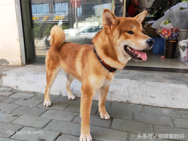 oppor17拍照技术,oppor17拍照好看吗