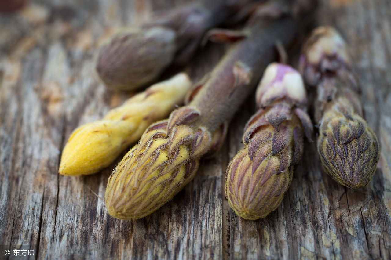 牙齿松动是缺钙还是肾虚,牙齿松动跟肾虚有什么关系