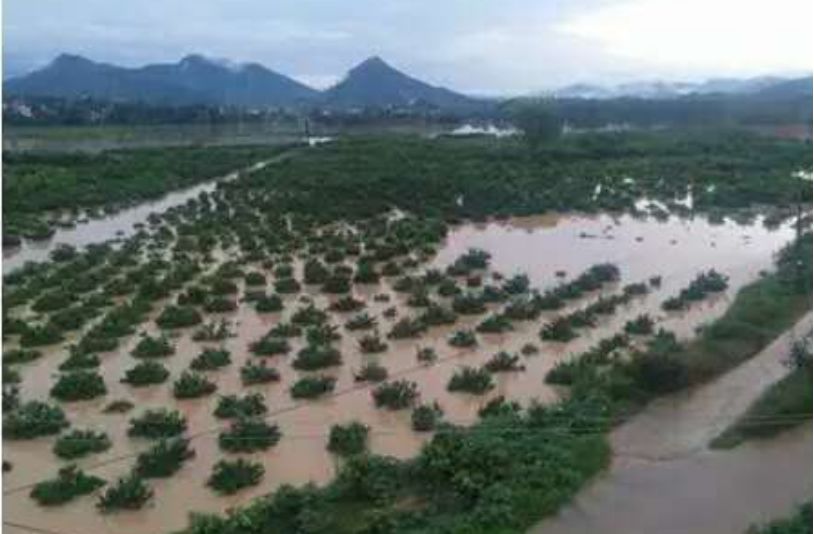 台风山竹广西桔子树有什么影响,台风过后柑橘怎么防治