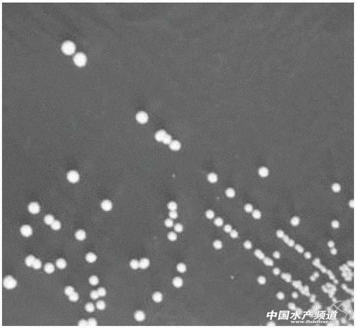 水产养殖中微生物制剂都有哪些,水产微生态制剂使用原则和方法