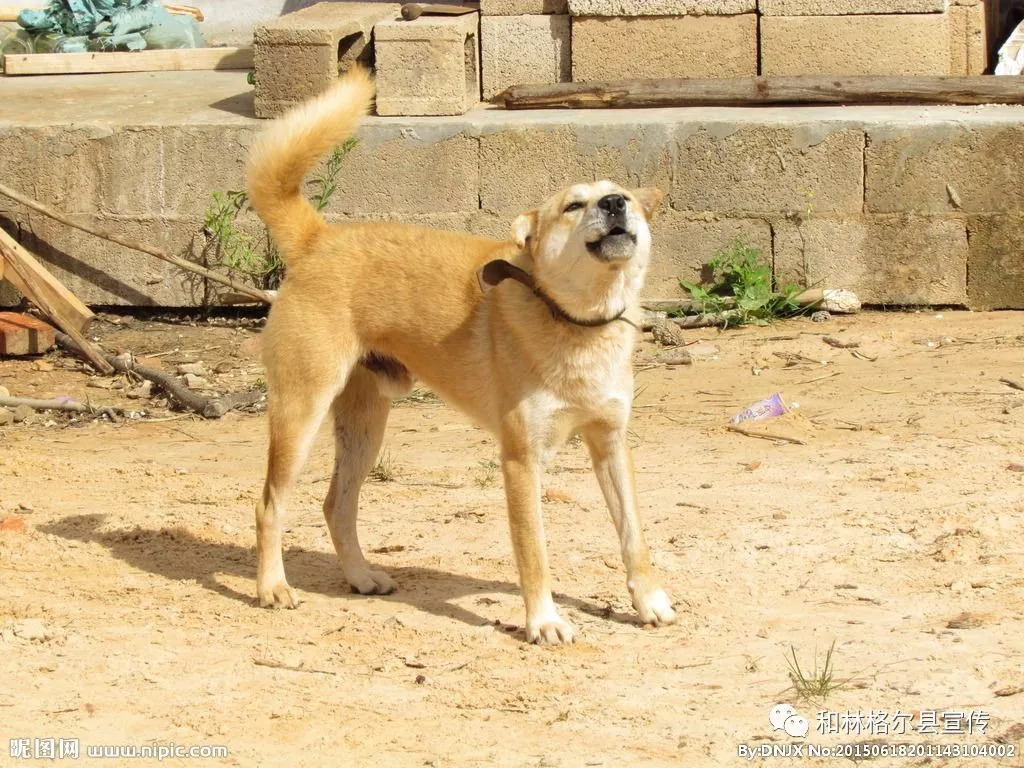 荐书稿的范文,荐的笔顺