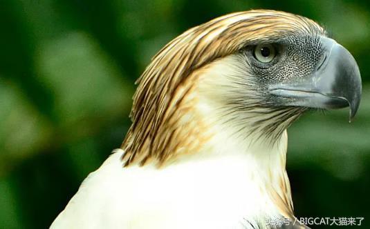 这种大鸟发如狮，猛如虎，特爱吃猴子，因太忠于爱情导致繁殖不畅