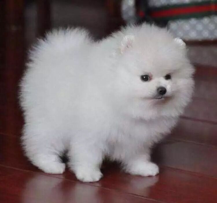 狗狗突然没精神总趴着有眼屎,狗狗流眼屎怎么治用什么药