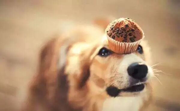 狗狗突然没精神总趴着有眼屎,狗狗流眼屎怎么治用什么药