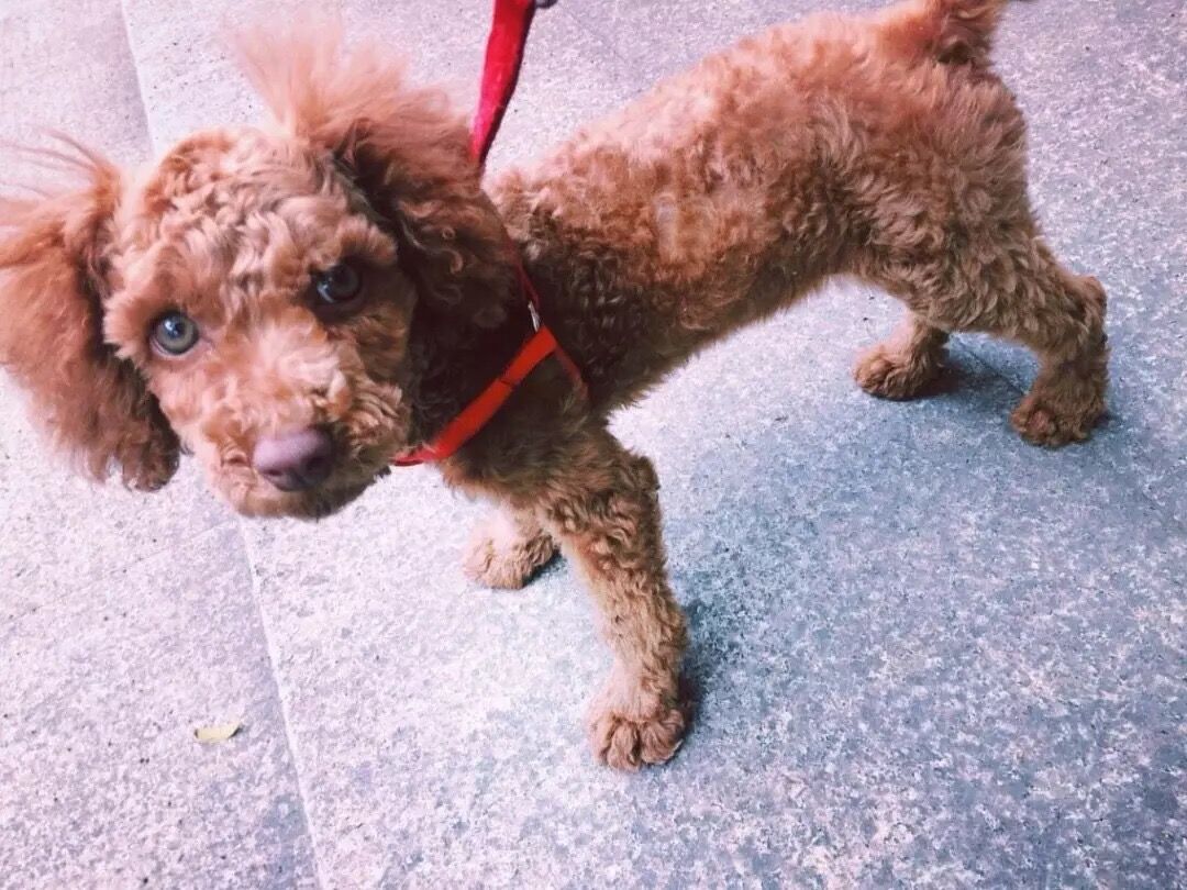 狗狗突然没精神总趴着有眼屎,狗狗流眼屎怎么治用什么药