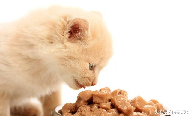 鎬庢牱瀹夊叏鍏荤尗,鎬庢牱鍏荤尗瀹夊叏