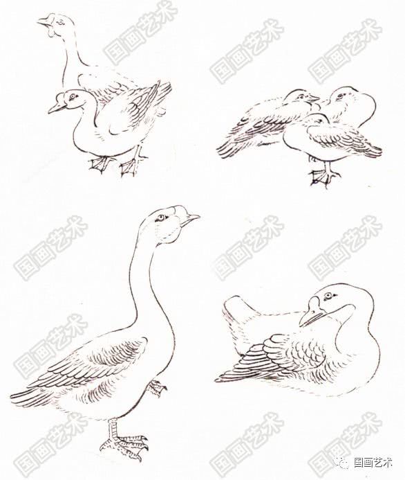 写意国画鹅的详细画法与步骤,工笔翎毛的基本画法