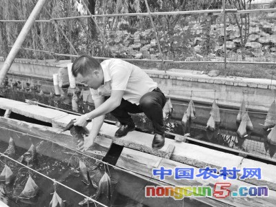 常德汉寿的甲鱼甲天下,甲鱼甲天下完整版