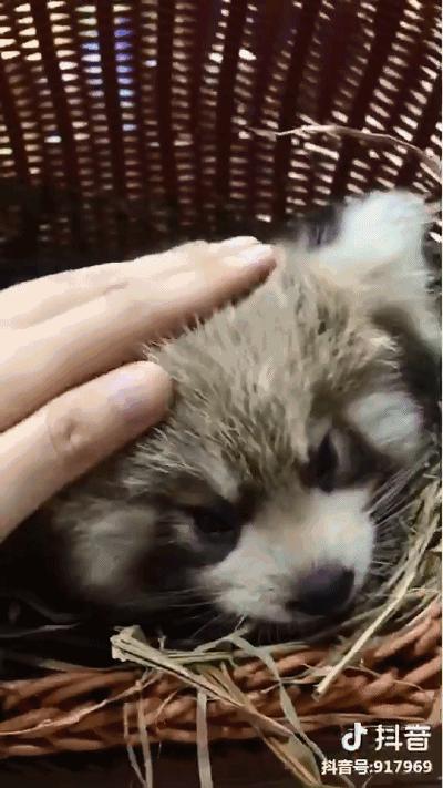 重庆动物园推荐熊猫,重庆动物园冬天有小熊猫吗