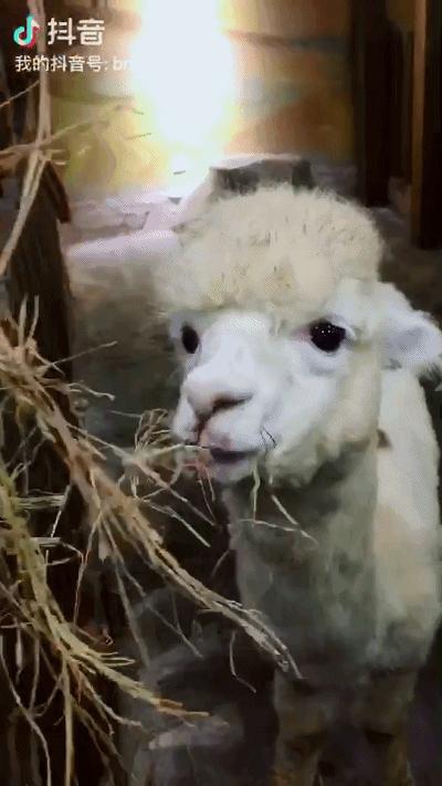 重庆动物园推荐熊猫,重庆动物园冬天有小熊猫吗