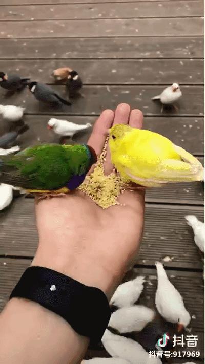 重庆动物园推荐熊猫,重庆动物园冬天有小熊猫吗