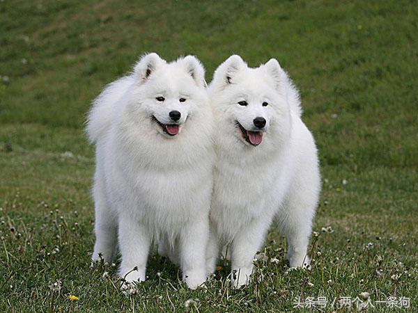 萨摩耶原来是干什么的,萨摩耶犬的特点有哪些