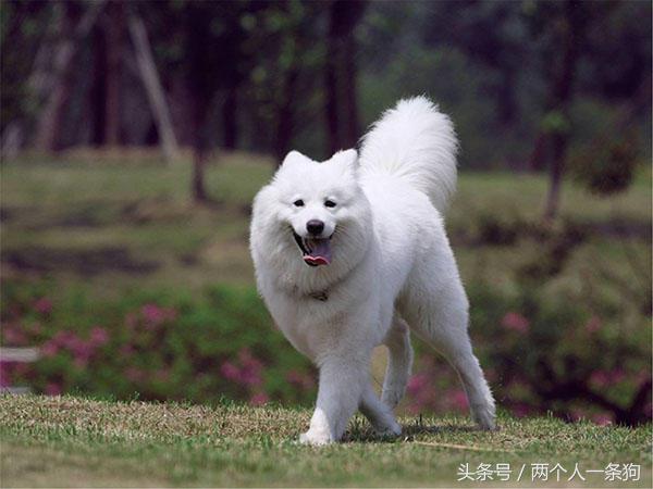 萨摩耶原来是干什么的,萨摩耶犬的特点有哪些