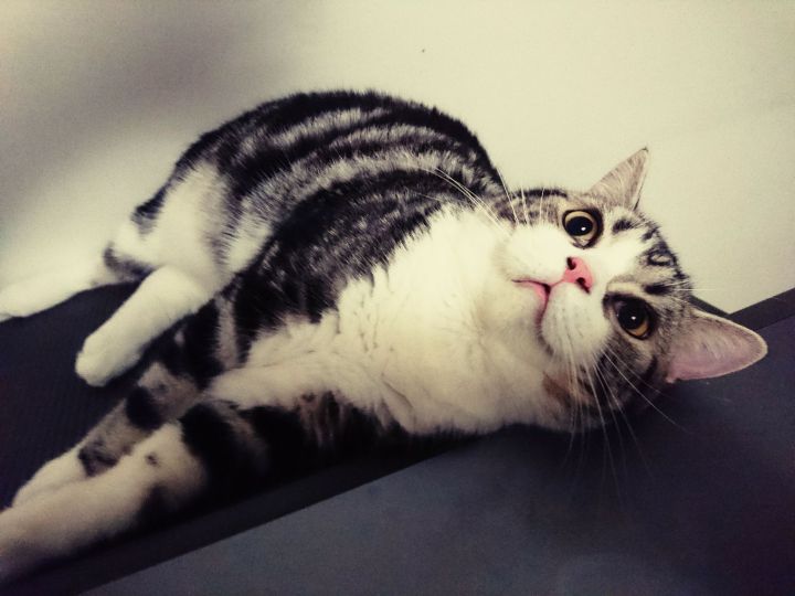 什么样的猫叫做起司猫,金渐层和起司猫是一个品种吗