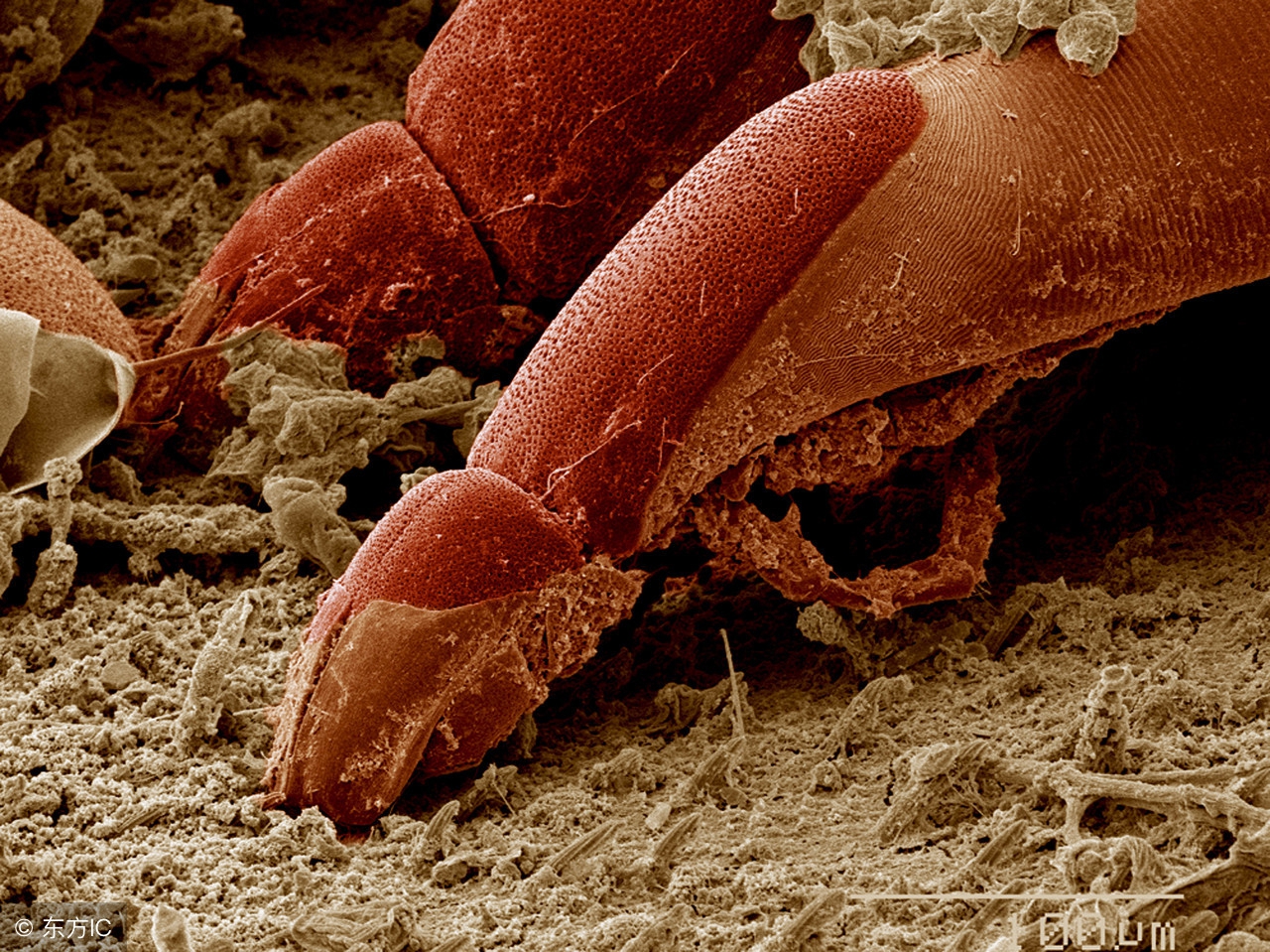 床垫螨虫怎么去除最有效,床垫上的螨虫怎么去除最好方法