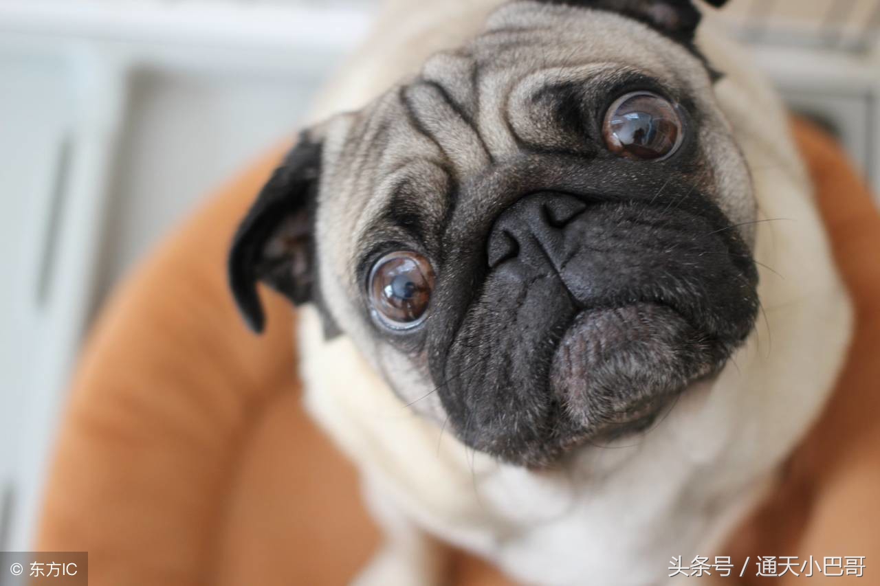 十大最丑的巴哥犬,巴哥犬的特点有哪些