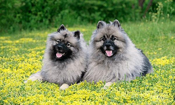 荷兰毛狮犬有几种,荷兰毛狮犬能长到多大