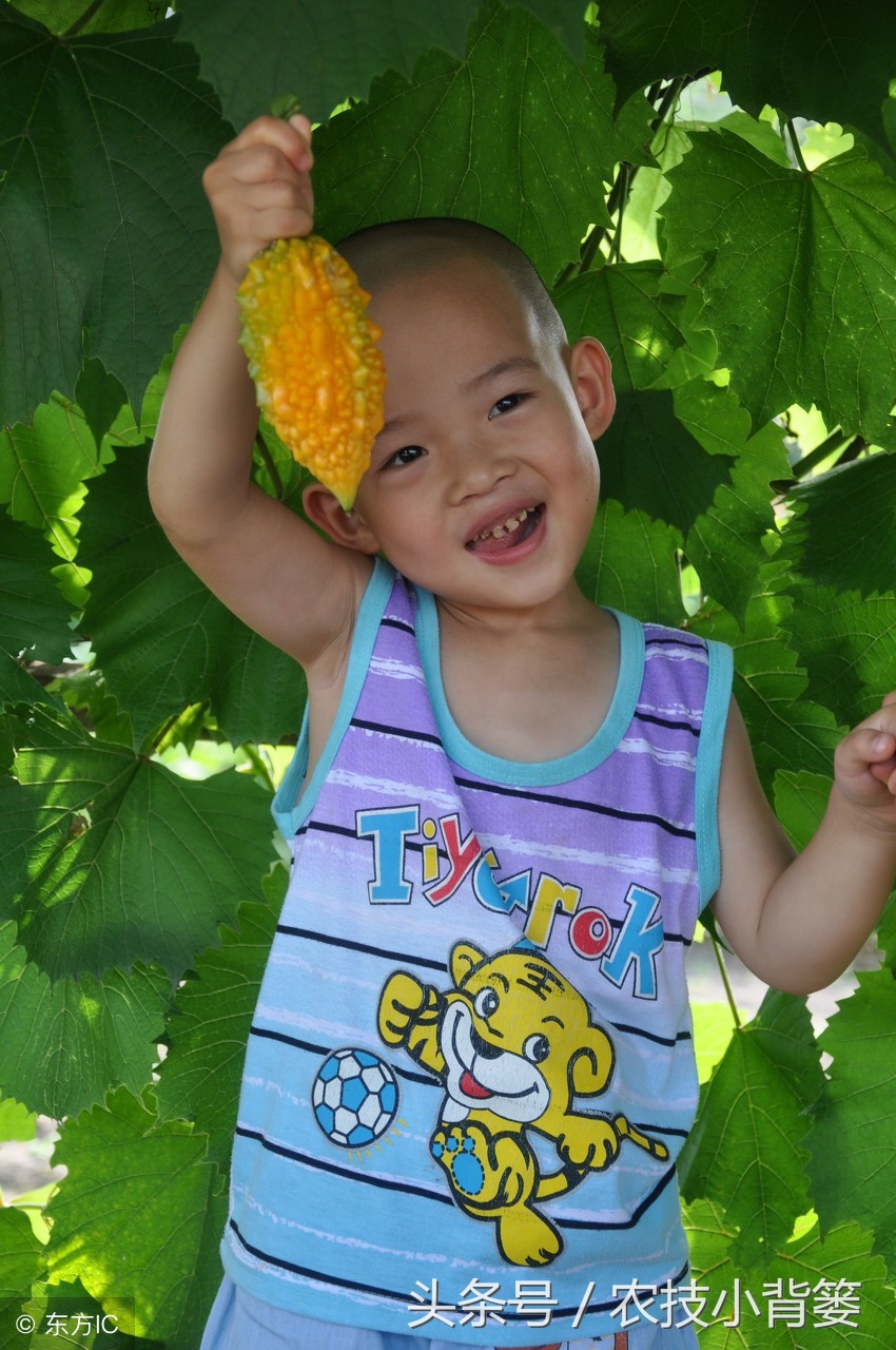 这种金灿灿的农村瓜你见过吗？教你怎么种、怎么选、怎么吃！