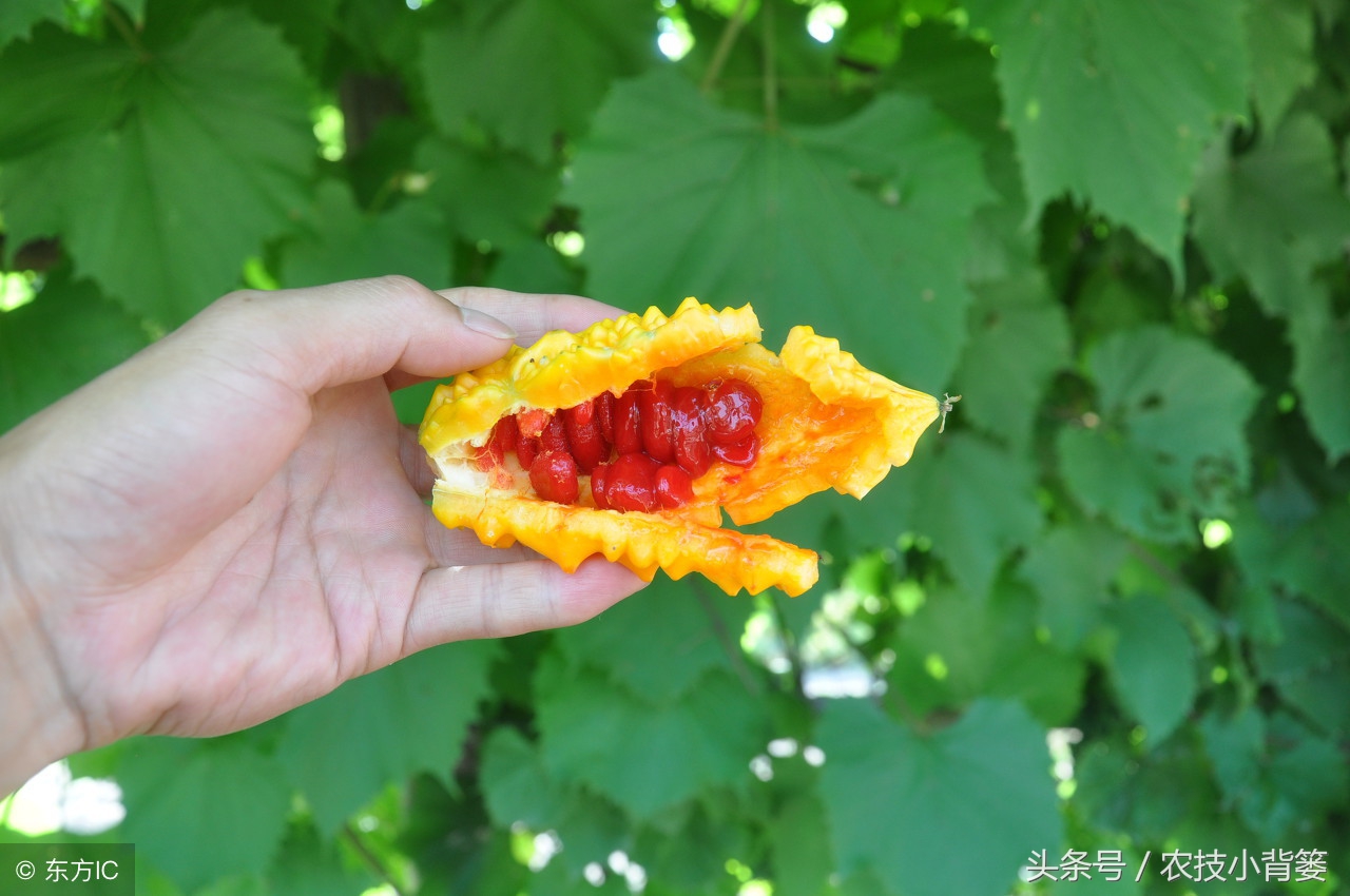 这种金灿灿的农村瓜你见过吗？教你怎么种、怎么选、怎么吃！