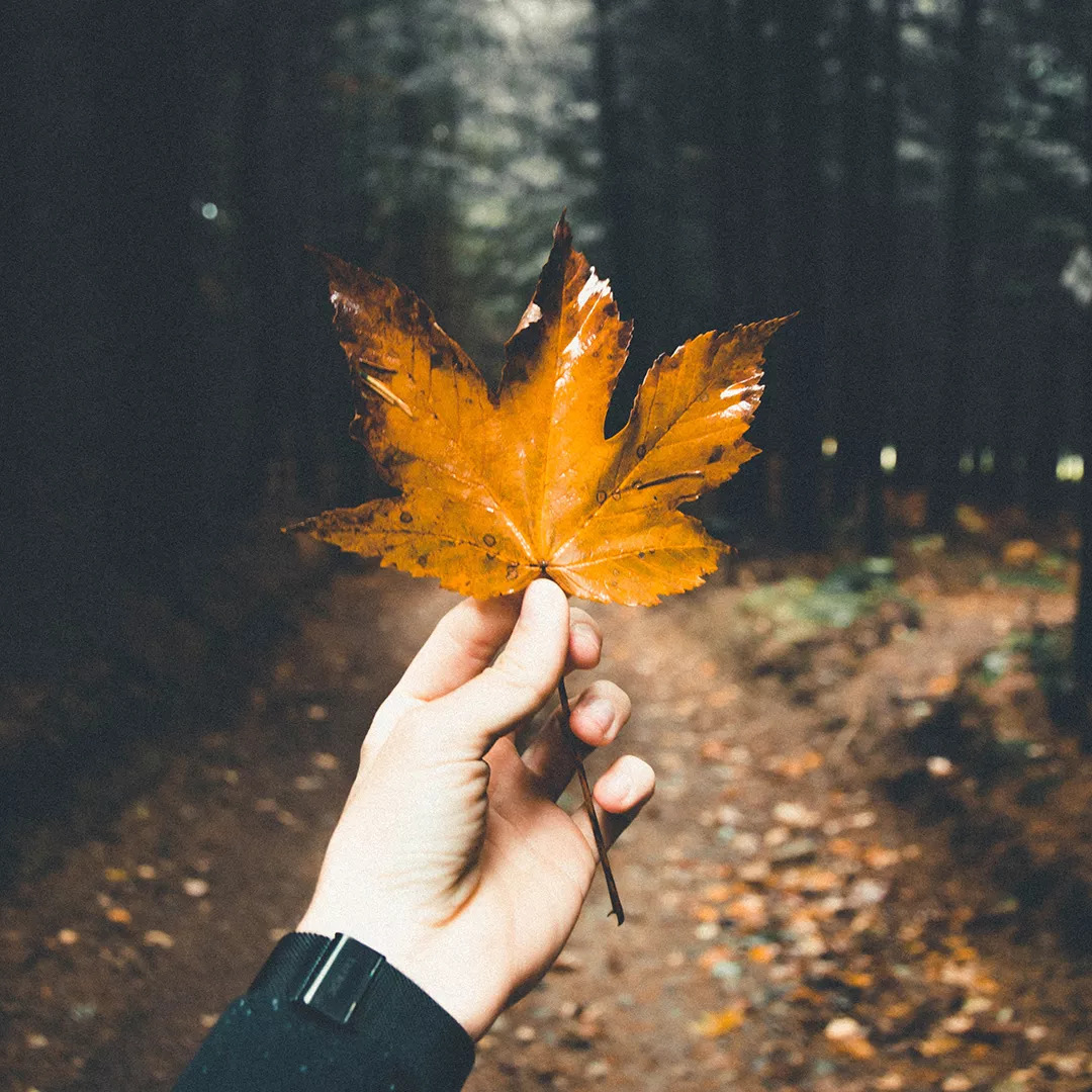 感恩您一路陪伴,感恩遇见久久陪伴