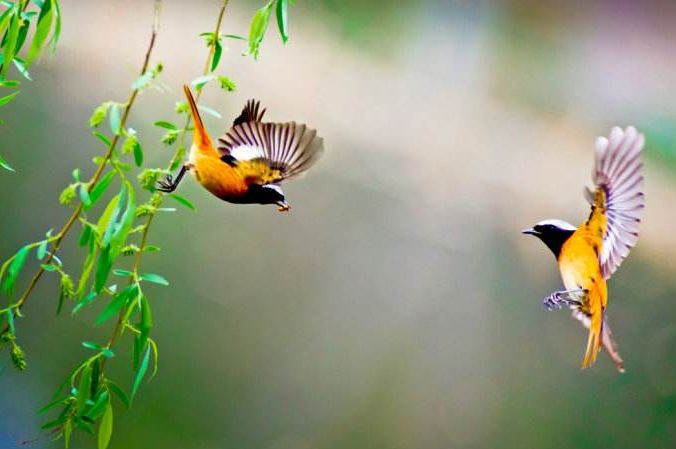 璇椾汉寮犵窘,寮犵窘姹熻タ
