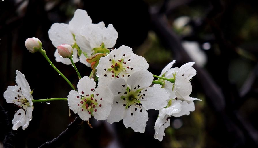 璇椾汉寮犵窘,寮犵窘姹熻タ