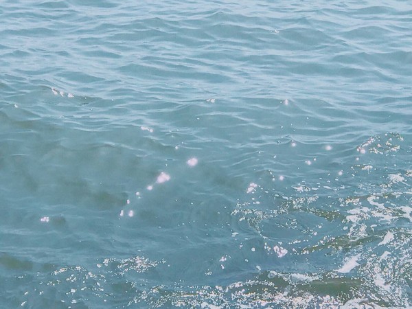 海的味道英语,海的味道男声