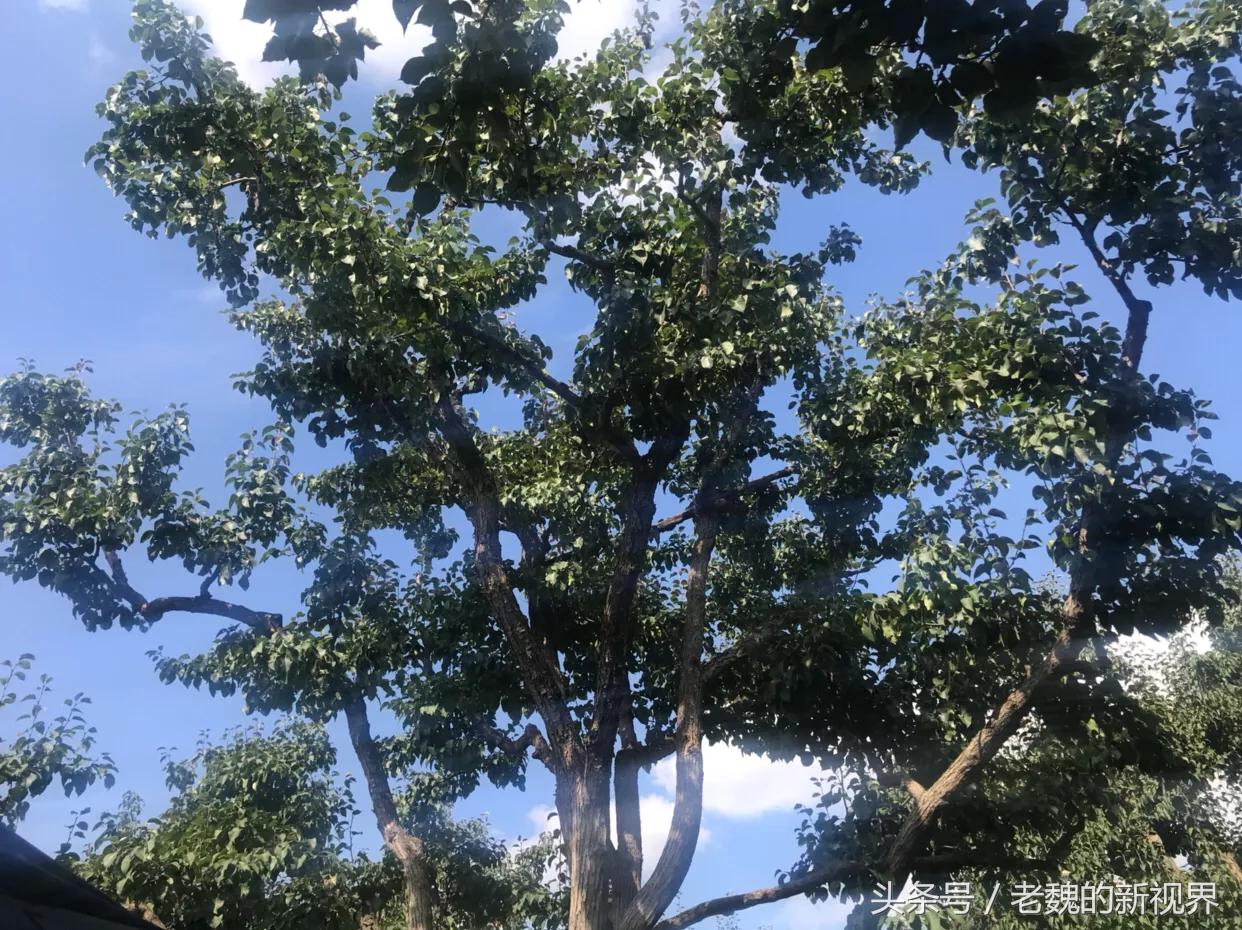 游子归乡记完整视频,游子归乡记