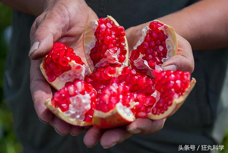 这是一个懂事的石榴，已经学会自己吐籽了
