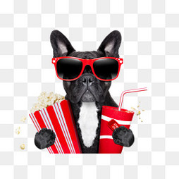 买什么狗粮比较好,狗粮买什么