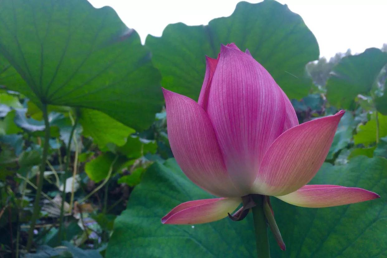 金锣水务柳青河治理,金锣产业园污水排放到柳青河