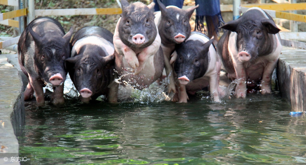 猪高热病治疗可以用抗生素吗,猪高热病的治疗方案