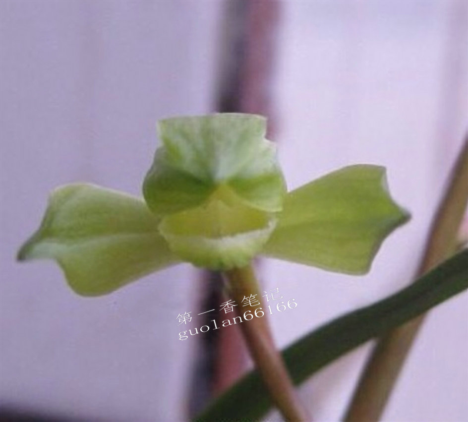 469：清幽致远的送春让我不能忘怀