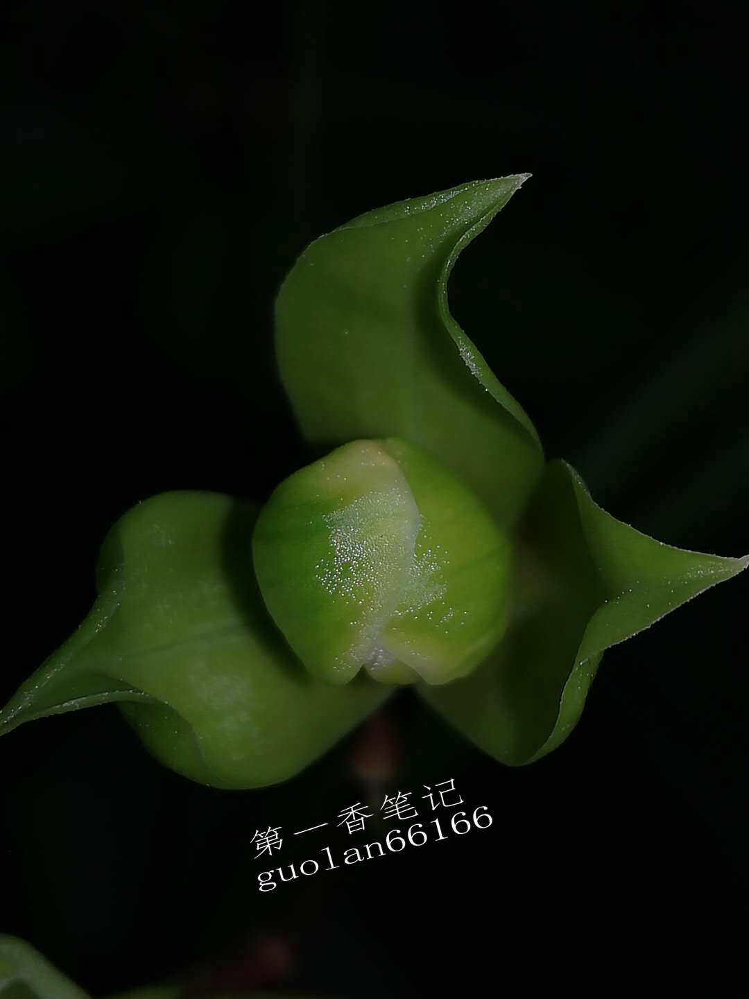 469：清幽致远的送春让我不能忘怀