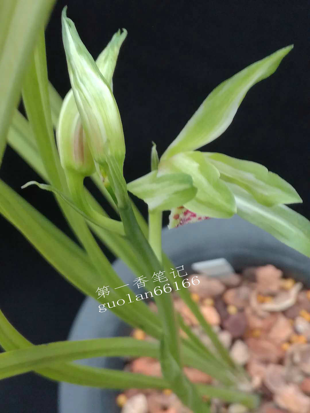 469：清幽致远的送春让我不能忘怀