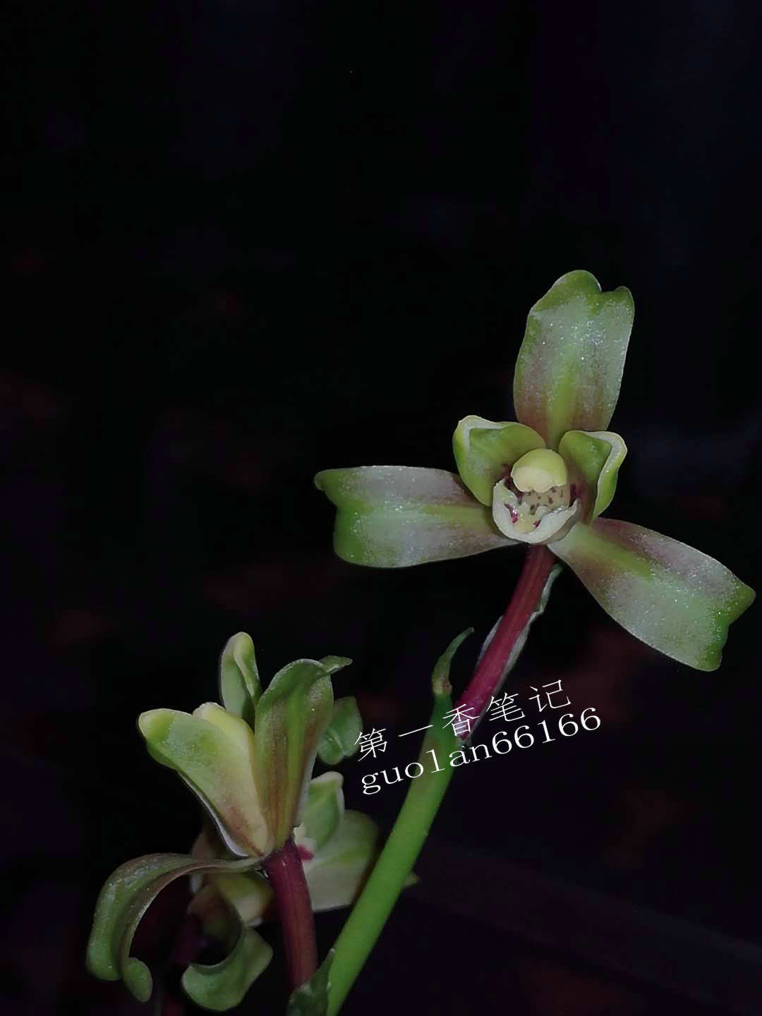 469：清幽致远的送春让我不能忘怀